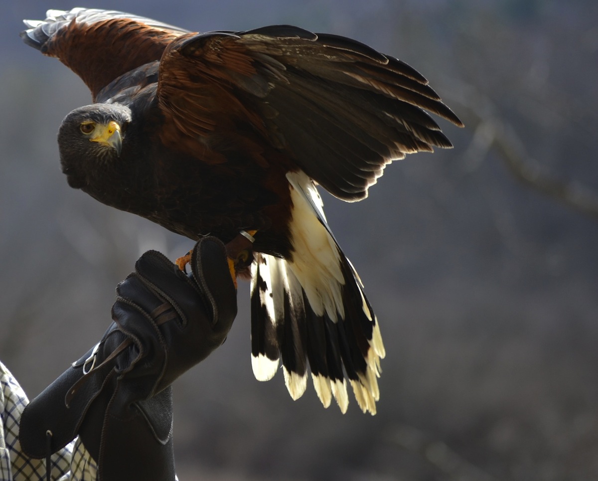 Learn how to handle and fly a Harris Hawk!