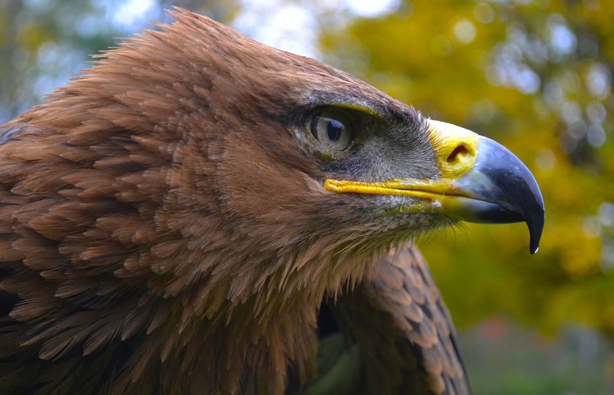 Green Mountain Falconry School