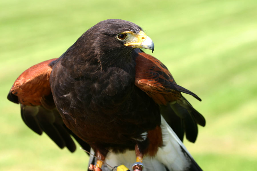 brenon_16falconry1_spt                