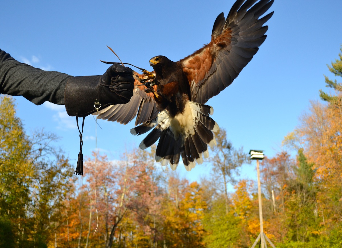 Learn about this ancient sport from a Master falconer!