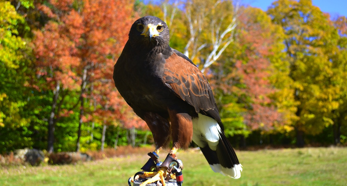 Experience falconry in the beautiful Green Mountains!